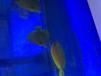 3 xxl yellow tangs 200 each