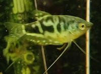 Opaline Gourami Fry