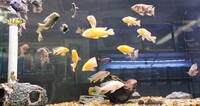 Big selection of African Cichlids