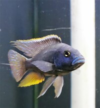 Big selection of African Cichlids