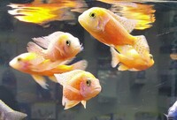 Big selection of African Cichlids