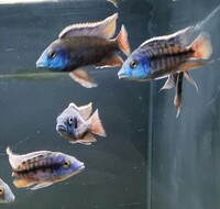 Big selection of African Cichlids