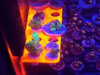 Zoas and sps frags