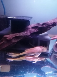 Lemon/Common bristlenose longfin and shortfin