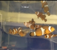 Flame Angel yellow stripe sweet lips, clown fish sale sold....