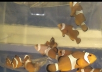 Flame Angel yellow stripe sweet lips, clown fish sale sold....