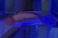 Flame Angel yellow stripe sweet lips, clown fish sale sold....