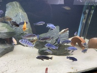 5x2x2 tank for sale - including Mbuna Malawi cichlids, light, FX6 filter etc