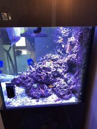 Fish tank and sump