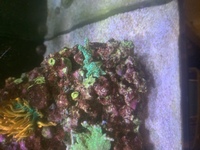 Coral frags collection Peterborough