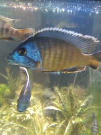 Cichlids