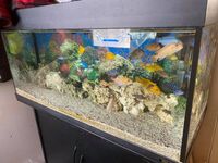 Various Malawi Cichlids for sale