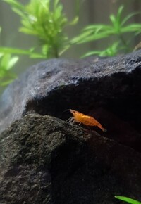 Orange shrimp