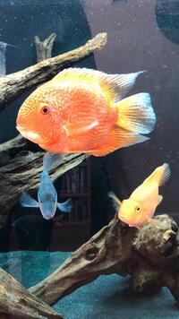 Red Spotted Severum