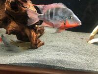 Firemouth Cichlid