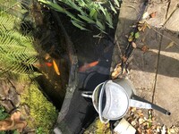 7 Koi fish for sale