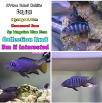 Malawi Cichlids