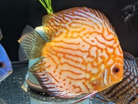 REDUCED Closing down Stendker Discus and Angel Tank