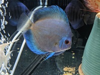 REDUCED Closing down Stendker Discus and Angel Tank