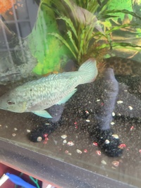 tilapia mossambica