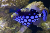 marine fish and tank clown trigger maroon clown zebra moray