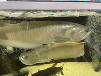 Arowana X2.