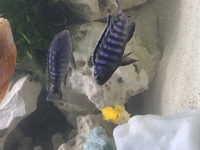 Malawi Cichlids (Mbunas)