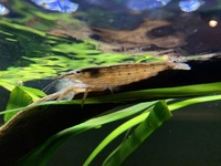 2 x Bamboo shrimp