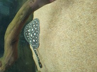 8 INCH DISC FEMALE BLACK DIAMOND STINGRAY