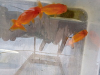 Various size Ranchu