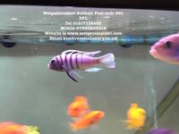 I have lots of breeding groups of pure bred stunning Malawi Cichlids for sale.