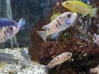 I have lots of breeding groups of pure bred stunning Malawi Cichlids for sale.