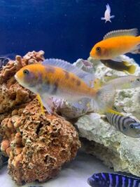 I have lots of breeding groups of pure bred stunning Malawi Cichlids for sale.