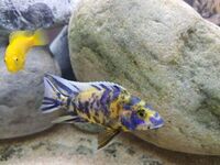 I have lots of breeding groups of pure bred stunning Malawi Cichlids for sale.