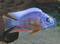 I have lots of breeding groups of pure bred stunning Malawi Cichlids for sale.