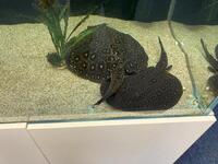 Breeding pair of pearl stingray and pups. PRICE REDUCED