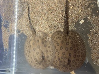 Breeding pair of pearl stingray and pups. PRICE REDUCED