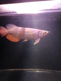 Super high back redtail golden arowona.sold