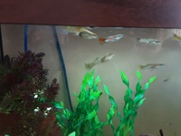 Guppies 50p each