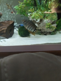 3 Amazon puffers, t bar cichlid and severum