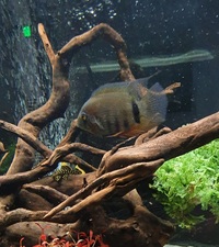 Rotkeil Severum, Koi Angelfish and Blue Ram for sale