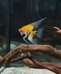 Rotkeil Severum, Koi Angelfish and Blue Ram for sale