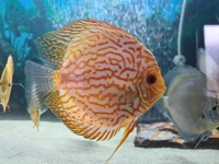 20 discus fish for sale