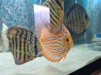 20 discus fish for sale