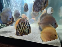 20 discus fish for sale