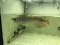 24 k MALAYSIAN GOLDEN CROSSBACK AROWANAS