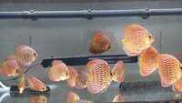 Discus for sale