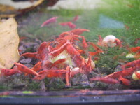 Red Cherry Shrimp High Grade