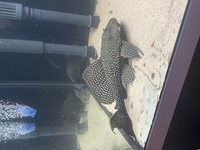 8-10” Common pleco