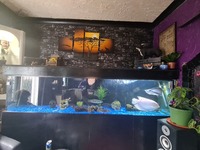 8x2x2 custom made tank and stand